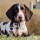 English Pointer