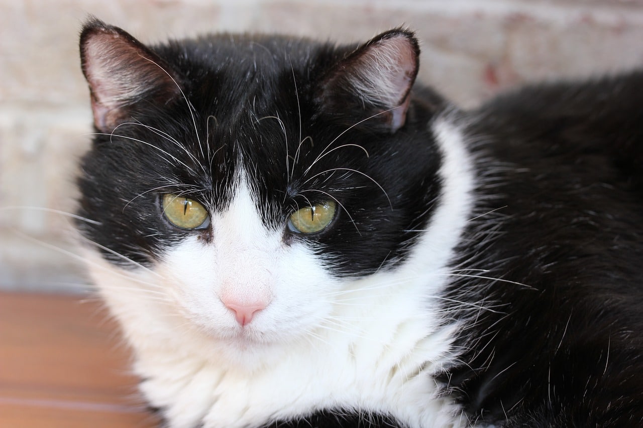 Facts About Tuxedo Cats