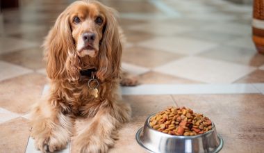 How to Soften Dry Dog Food