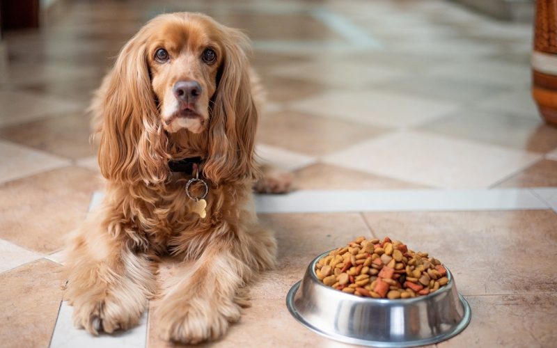 How to Soften Dry Dog Food