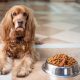 How to Soften Dry Dog Food