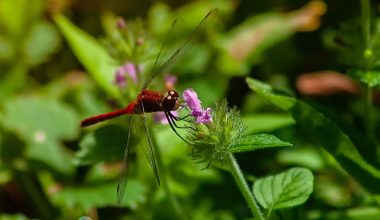 Insects That Eat Plants