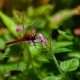 Insects That Eat Plants