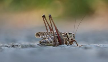 Insects That Live in the Desert 