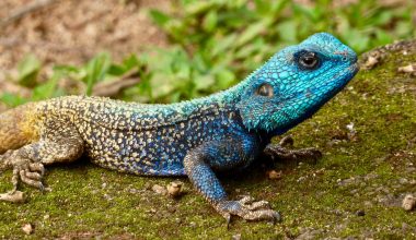 Lizards in Greece