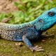 Lizards in Greece