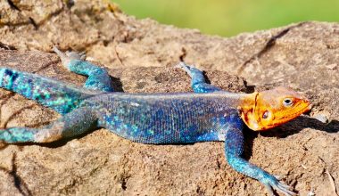 Lizards in Missouri