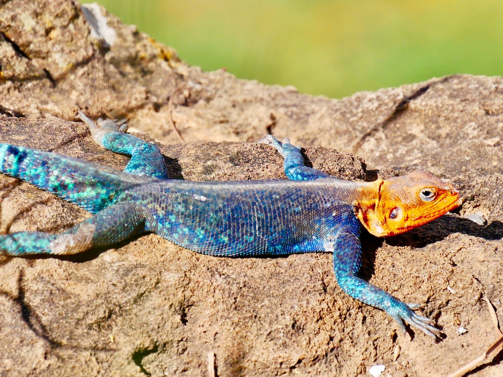 10 Different Types of Lizards in Missouri (With Pictures)