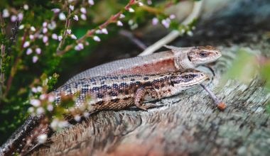 Lizards in Nevada