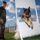 Military Dog Breeds