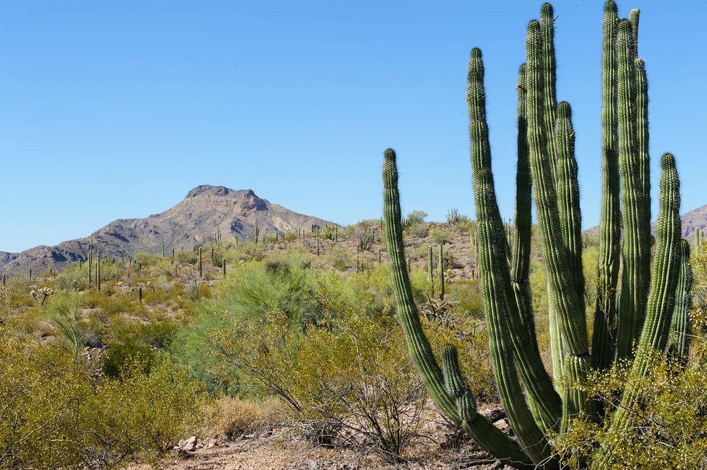 Organ Pipe Cactus