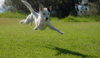 Outdoor Games for Dogs