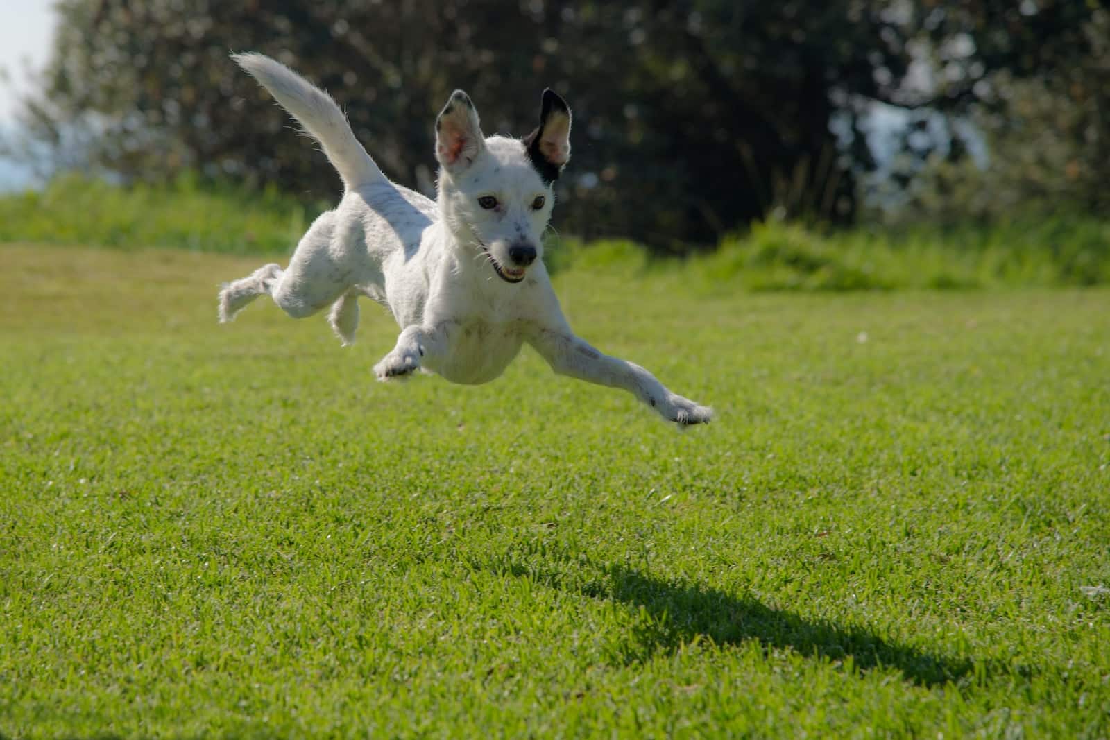 10 Interesting Outdoor Games for Dogs