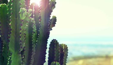 Plants That Live in the Desert