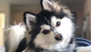 Pomeranian Husky