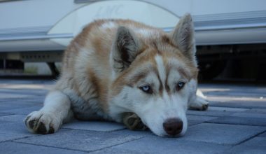 Red Husky