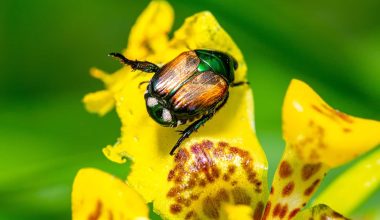 Types of Beetles in Pennsylvania