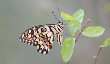 Types of Butterflies in Arizona