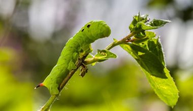 Types of Caterpillars in Illinois