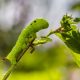 Types of Caterpillars in Illinois