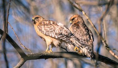 Types of Hawks in Australia