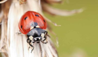 Types of Ladybugs in New York