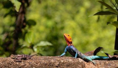 Types of Lizards in Oklahoma