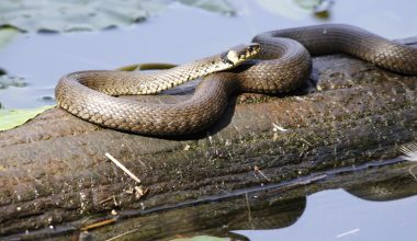 Types of snakes in colorado