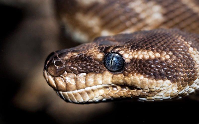 49 Different Types Of Snakes In Florida (with Pictures)