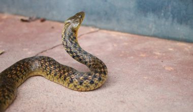 Types of Snakes in Greece