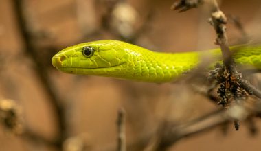 Types of Snakes in Indiana