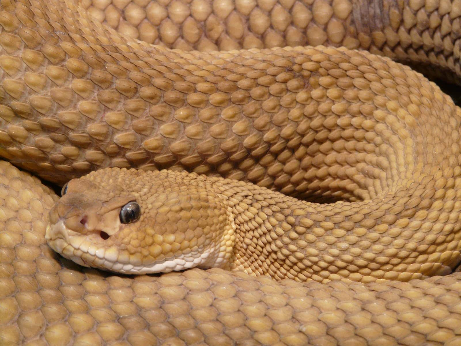 17 Different Types of Snakes in Minnesota (With Pictures)