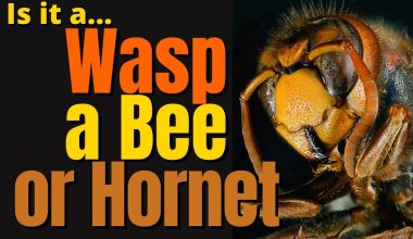 Differences Between Wasps, Bees, and Hornets