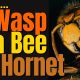 Differences Between Wasps, Bees, and Hornets