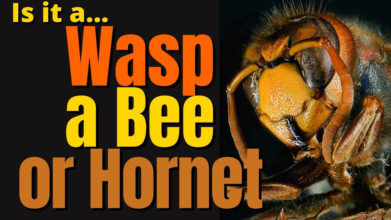 What Are The Differences Between Wasps Bees And Hornets