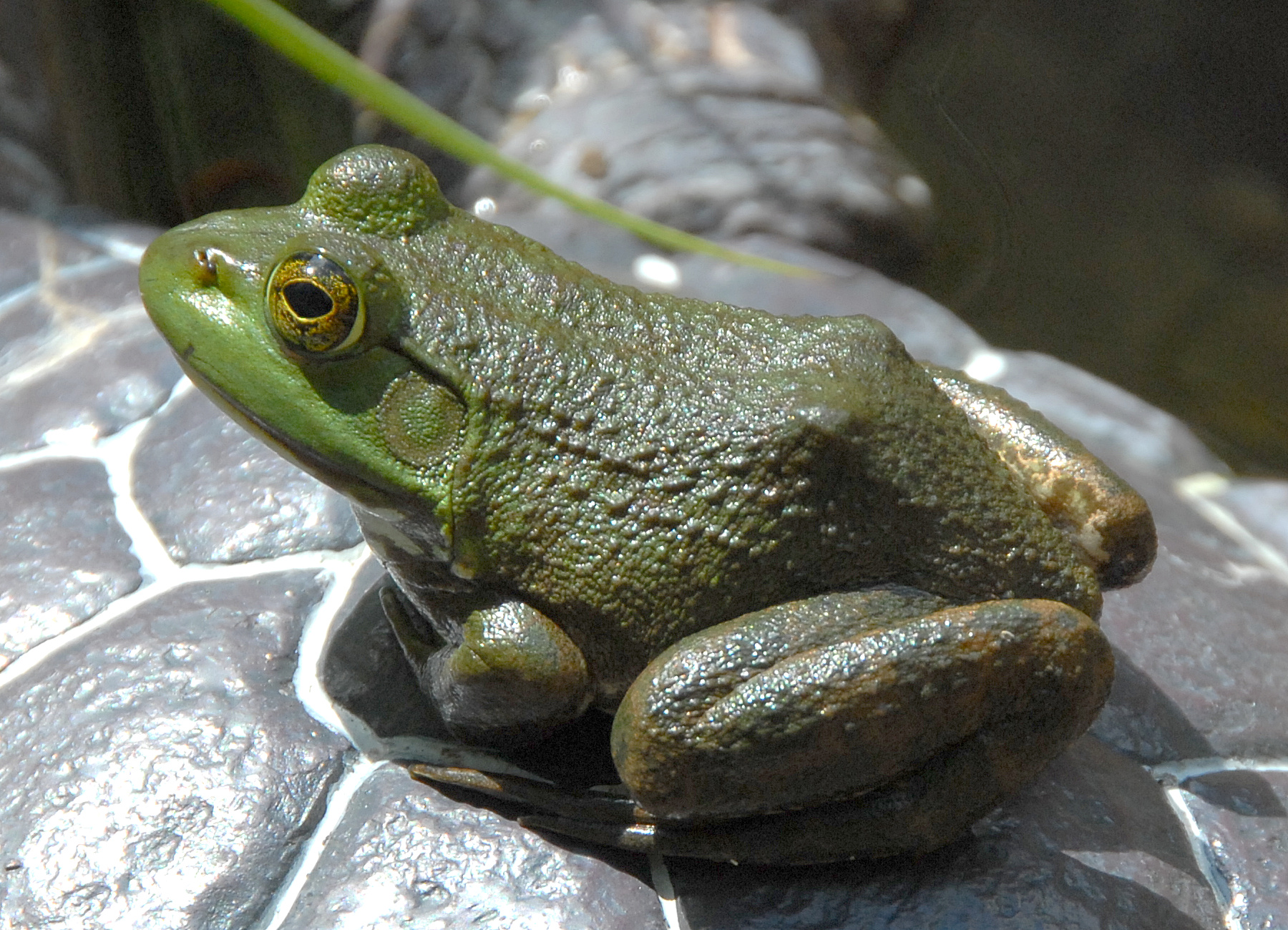 American Bullfrogs