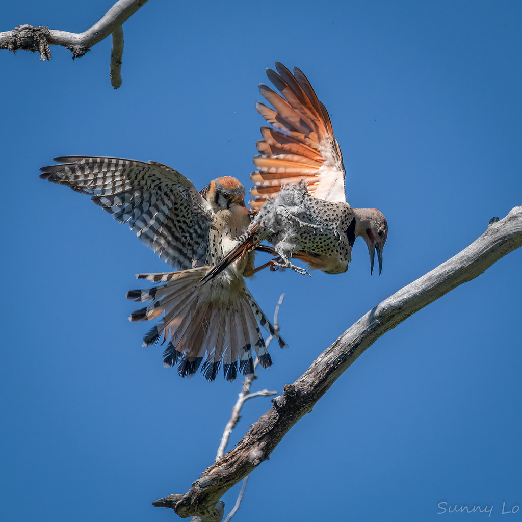 American Kestrels