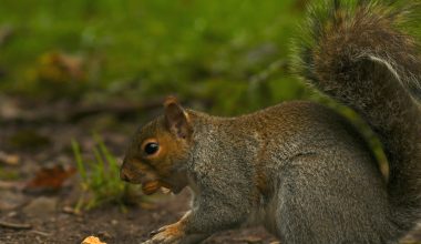 Animals That Eat Squirrels