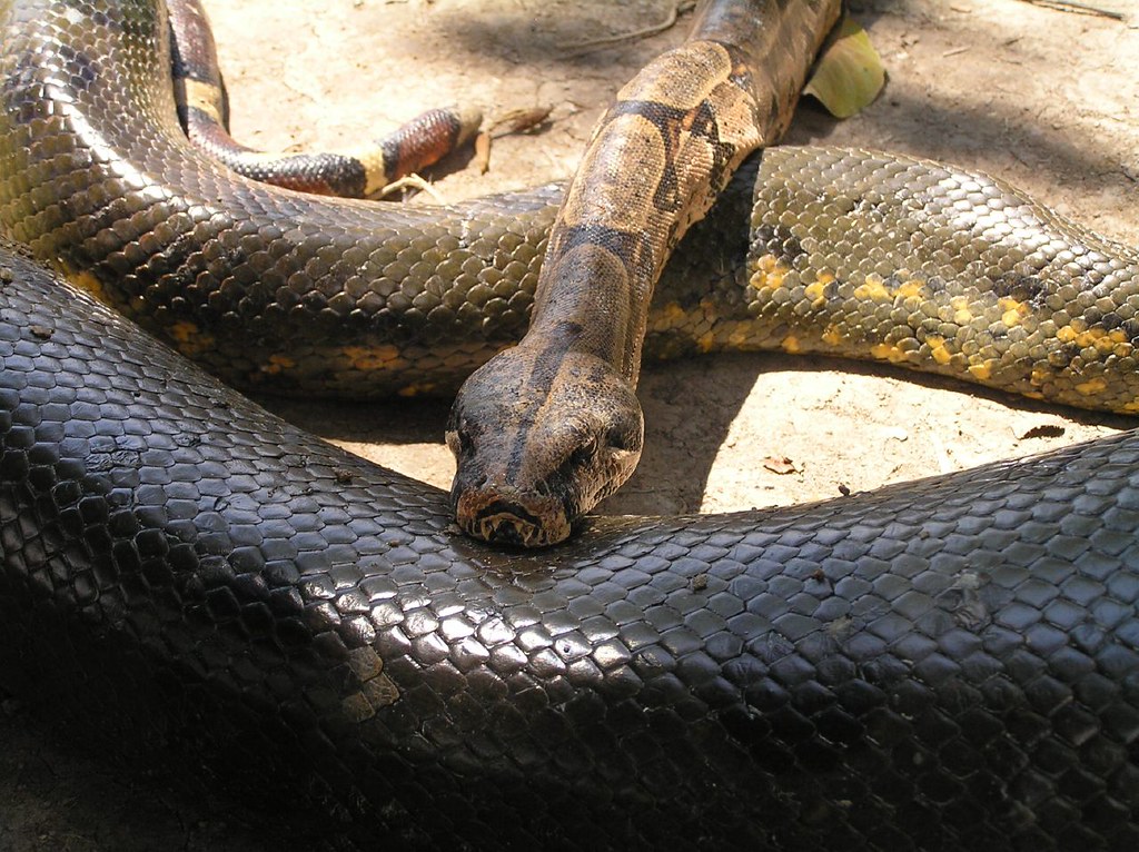 Boa Constrictors