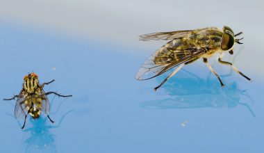 Different Types of Flies