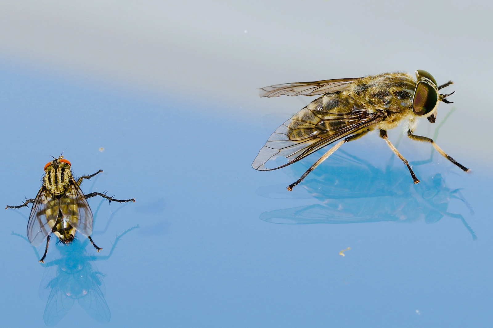 Different Types Of Flies A Comprehensive Guide To 18 Common Species