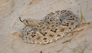 Different Types of Rattlesnakes in Louisiana