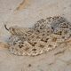 Different Types of Rattlesnakes in Louisiana