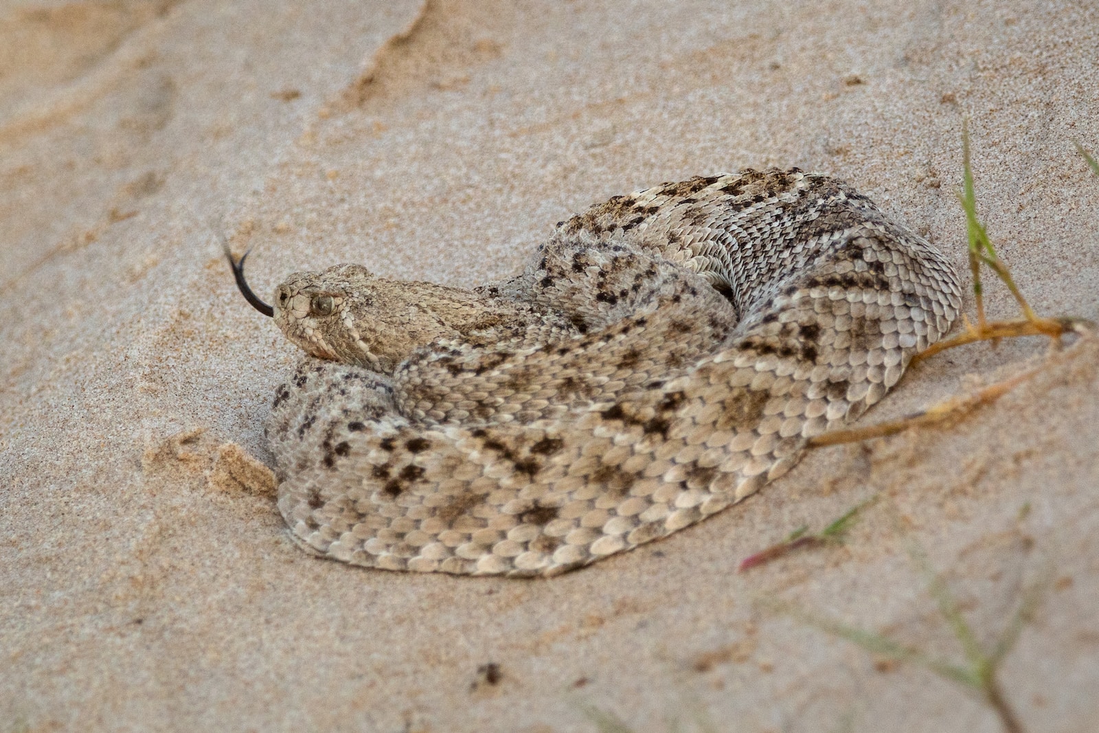 3 Different Types of Rattlesnakes in Louisiana (With Pictures)