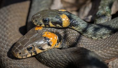 Different Types of Snakes in Massachusetts