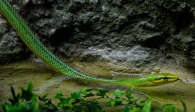 Different Types of Snakes in Montana