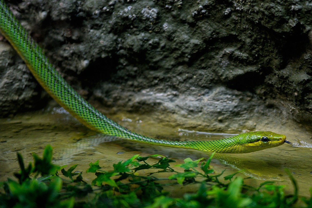 10 Different Types Of Snakes In Montana