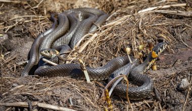 Different Types of Snakes in Utah