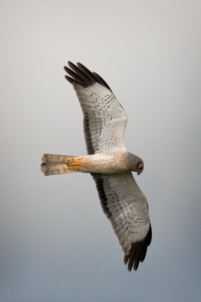 Northern Harriers