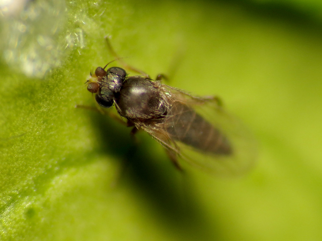 Phorid Fly - Different Types of Flies